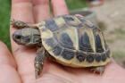 Griechische Landschildkröten abzugeben